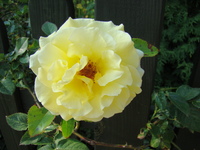 Żółta róża pnąca