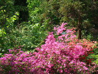Azalie ogród botaniczny