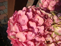 Hortensja różowa