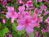 Rhododendron kwiat