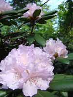 Rhododendron kwiaty