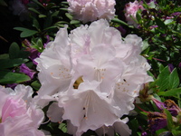 Rododendron kwiat