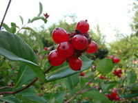 Czerwone owoce wiciokrzewu
