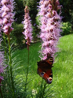 Motyle na kwiatach w ogrodzie