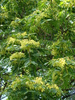 Aralia elata - Japanese Angelica-tree
