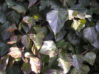 Brązowe liście bluszczu