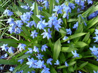 Niebieski kwiaty cebulkowe