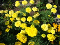 Żółte aksamitki ogrodowe