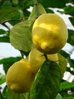 Cytryny na drzewie