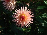 Georgina kwiat