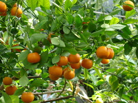 Mandarynki na drzewie