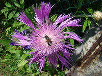 Pszczoła na chabrze
